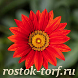 Гацания жестковатая (Gazania rigens F1) Kiss Red, 5 семян