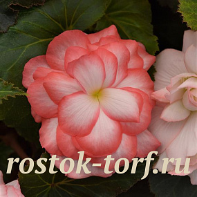 Бегония клубневая (Begonia tuberosa) On Top Fandango, 3 драже