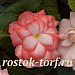 Бегония клубневая (Begonia tuberosa) On Top Fandango, 3 драже
