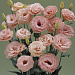 Эустома(Лизиантус) махровая (Eustoma grandiflorum) Arena Apricot, 5 драже