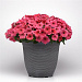Петуния ампельная (Petunia trayling F1) E3 Easy Wave™ Coral, 5 драже