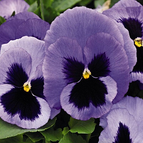 Виола виттрока (Viola wittrockiana) Inspire® DeluXXe Blue Surprise, 5 шт