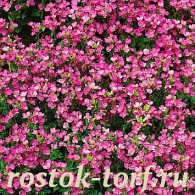 SALE Арабис кавказский (Arabis caucasica) Compinkie, 9 семян