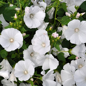 Лаватера трехмесячная (Lavatera trimestris) Mont Blanc, 5 шт. семян