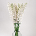 Дельфиниум высокий (Delphinium elatum) Guardian White, 3шт семян