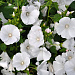 Лаватера трехмесячная (Lavatera trimestris) Mont Blanc, 5 шт. семян