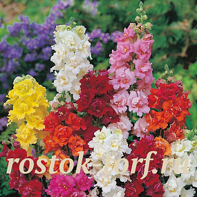 Львиный зев (Antirhinum majus F1) Madame Butterfly Mix, 10 семян