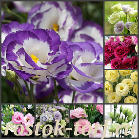 Эустома(Лизиантус) махровая (Eustoma grandiflorum) Croma F1 III MIX, 5 драже
