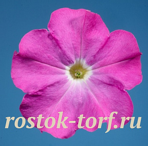 Петуния многоцветковая (Petunia hybrida F1 multiflora) Celebrity Neon, 10 драже