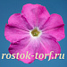 Петуния многоцветковая (Petunia hybrida F1 multiflora) Celebrity Neon, 10 драже