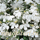 Лобелия еринус (Lobelia erinus) Riviera White, 5 мультидраже