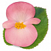 Бегония бенариензис (Begonia x benariensis) Big Pink Green Leaf , 3 драже