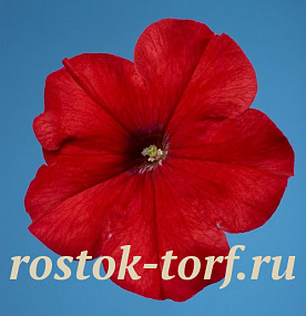 Петуния многоцветковая (Petunia hybrida F1 multiflora) Celebrity Red, 10 драже
