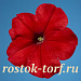 Петуния многоцветковая (Petunia hybrida F1 multiflora) Celebrity Red, 10 драже