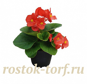 Бегония вечноцветущая Begonia semperflorens Super Cool Red, 10 драже