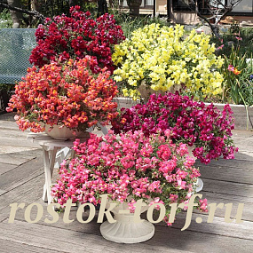 Львиный зев ампельный (Antirhinum majus F1) Candy Showers Mix, 5 семян