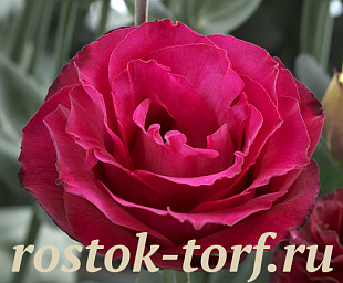 Эустома(Лизиантус) махровая (Eustoma grandiflorum) Croma F1 III Red, 5 драже