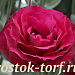 Эустома(Лизиантус) махровая (Eustoma grandiflorum) Croma F1 III Red, 5 драже