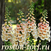 Наперстянка (Digitalis purpurea) Dalmatian Peach, 5 драже