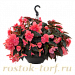 Бегония клубневая (Begonia tuberhybrida) Nonstop Joy Mocca Rose, 5 драже