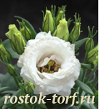 SALE Эустома(Лизиантус) (Eustoma grandiflorum) Julietta White, 4 драже