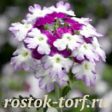 Вербена гибридная(Verbena hybrida) Obsession Twister Purple, 5 семян