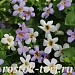Бакопа сердцелистная (Bacopa cordata) Utopia, 3 мультидраже