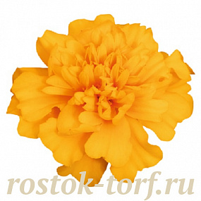 Big pack Бархатцы отклоненные (Tagetes patula F1) Super Hero Gold, 30 очищ.семян