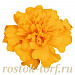 Big pack Бархатцы отклоненные (Tagetes patula F1) Super Hero Gold, 30 очищ.семян