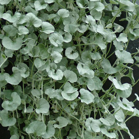 Дихондра ползучая (Dichondra repens) Silver Falls, 3 шт драже