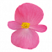Бегония вечноцветущая Begonia semperflorens Cocktail® Tequila, 10 драже