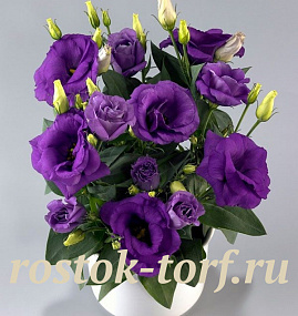 Эустома(Лизиантус) (Eustoma grandiflorum) Rosie Lavender Blue, 5 драже