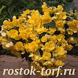 SALE Бегония клубневая каскадная (Begonia tuberosa) Sun Dancer Yellow, 2 драже