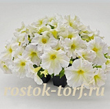 Петуния крупноцветковая (Petunia grandiflora F1) Success! 360° Light Yellow, 5 драже