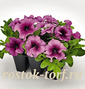 Петуния крупноцветковая (Petunia grandiflora F1) Success! 360° Burgundy Vein, 5 драже