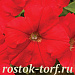 Big pack Петуния мелкоцветковая (Petunia milliflora) Picobella Red, 30 драже