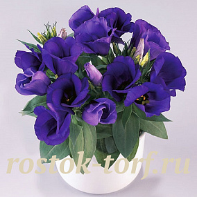 Эустома(Лизиантус) (Eustoma grandiflorum) Carmen F1 Blue 5 драже