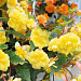 Бегония Begonia tuberhybrida Illumination® Lemon, 3 драже