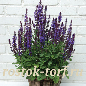 Сальвия дубравная /Шалфей (Salvia nemorosa) New Dimension Blue, 10 драже