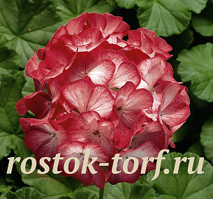 Пеларгония зональная (Pelargonium hortorum F1) Ringo 2000 Scarlet Star, 3 драже