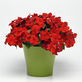 Бальзамин Уоллера (Impatiens walleriana F1) Beacon® Bright Red, 5 шт.