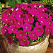Big pack Петуния мелкоцветковая (Petunia milliflora) Picobella Carmine, 30 драже