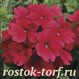 Вербена гибридная (Verbena hybrida) Tuscany Scarlet, 5 шт семян
