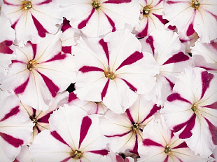 Петуния многоцветковая (Petunia hybrida F1 multiflora) Celebrity Burgundy Star, 10 драже