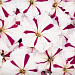 Петуния многоцветковая (Petunia hybrida F1 multiflora) Celebrity Burgundy Star, 10 драже