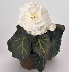 Бегония клубневая (Begonia tuberhybrida) Nonstop Mocca White, 5 драже