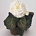 Бегония клубневая (Begonia tuberhybrida) Nonstop Mocca White, 5 драже