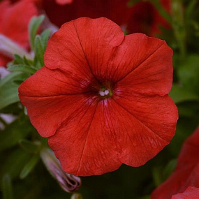Петуния ампельная (Petunia trayling F1) Easy Wave Red, 5 драже