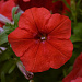 Петуния ампельная (Petunia trayling F1) Easy Wave Red, 5 драже