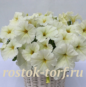 Петуния многоцветковая Petunia x hybrida My Love (Amore Mio) F1 White, 5 драже